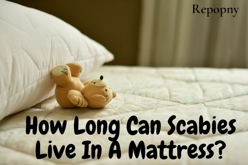 How Long Can Scabies Live In A Mattress Top Full Guide 2022