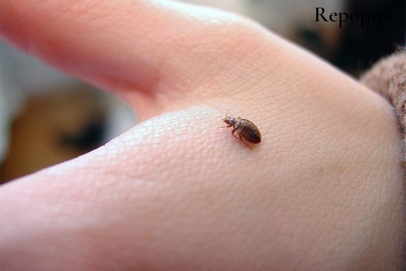 Scabies or Bed Bugs Types